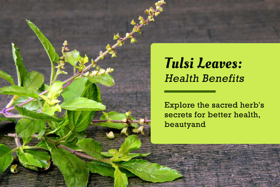 Surprising Health Benefits of Tulsi leaves